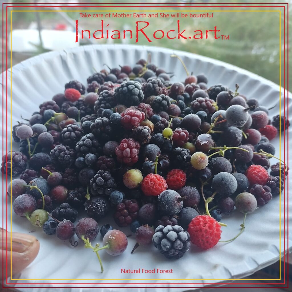 IndianRock.art - Children of Mother Earth Garden of Eden - fresh frozen jarred berries collected after heavy summer rains