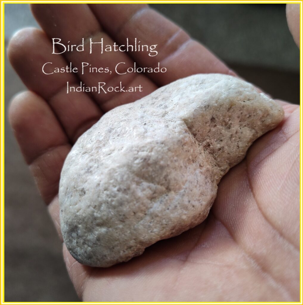 IndianRock.art Bird Hatchling Stone - rss, cni, ultra-rare, flawless, premium grade, found at Castle Pines area, Colorado