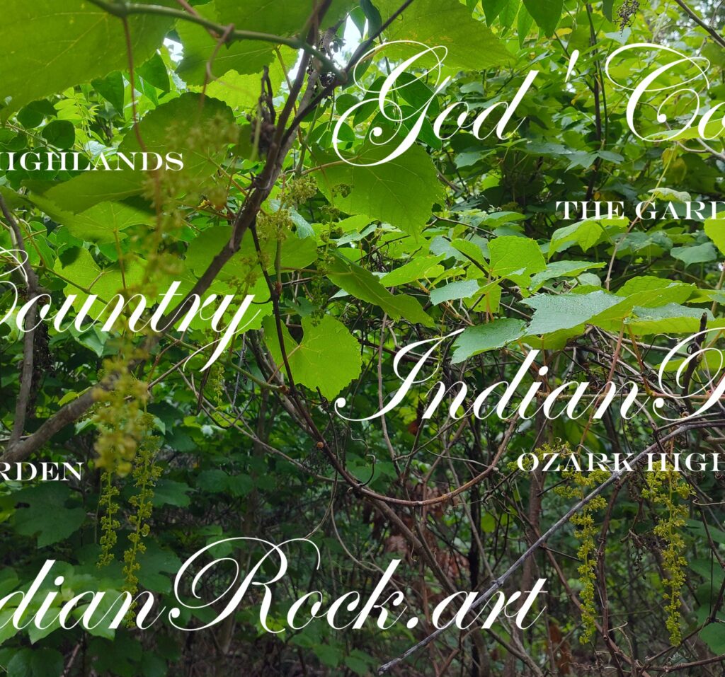 IndianRock.art - Natural grape vines