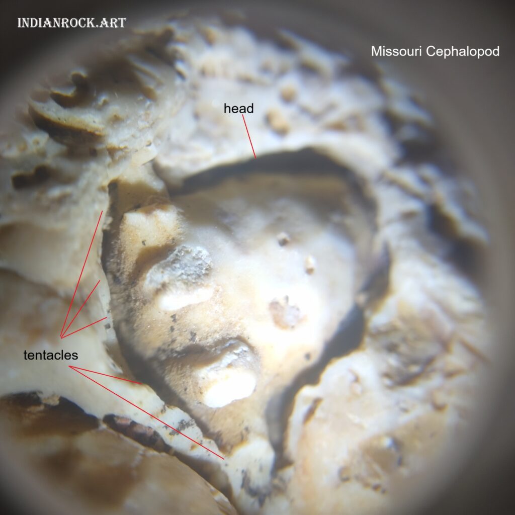 IndianRock.art Cephalopod Stone - fossilized marine life