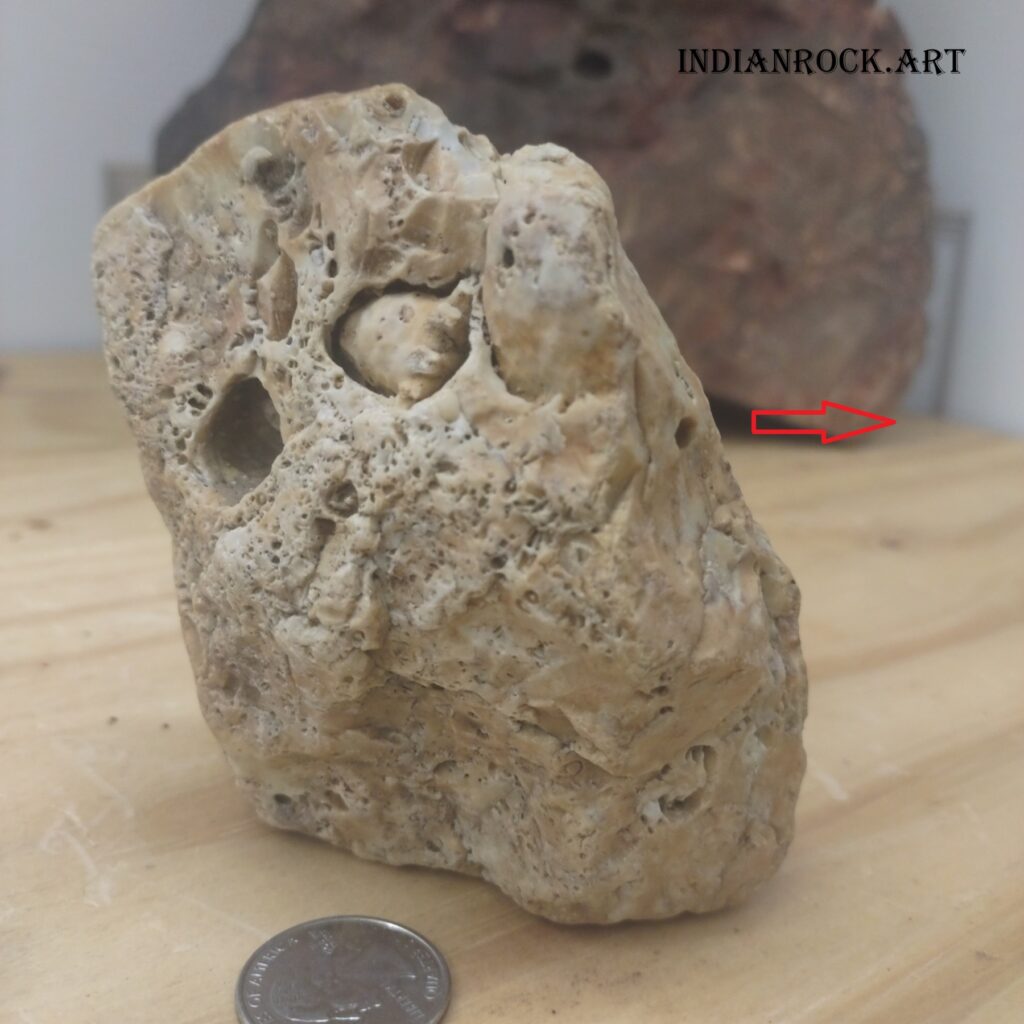 IndianRock.art Cephalopod Stone - fossilized marine life