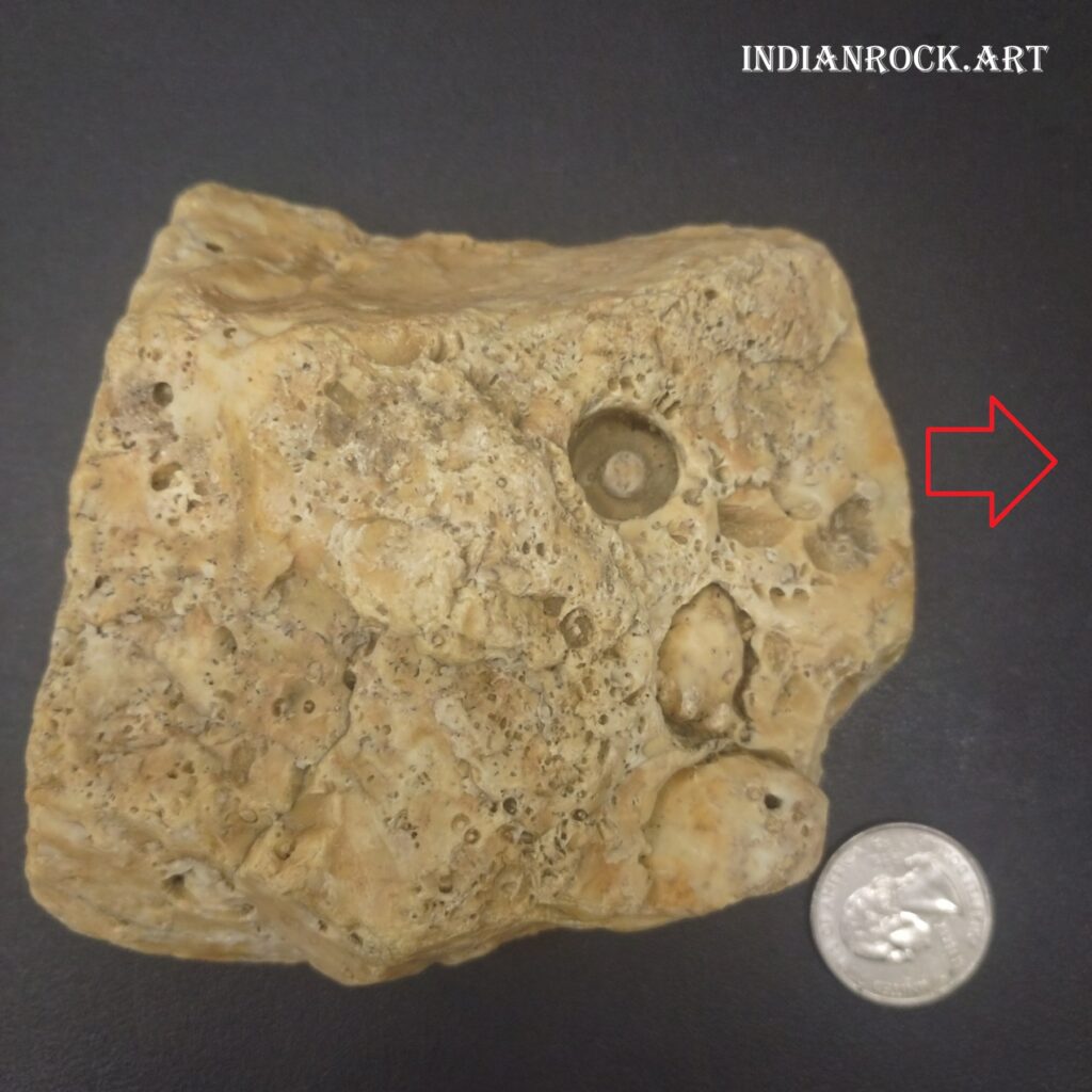 IndianRock.art Cephalopod Stone - fossilized marine life
