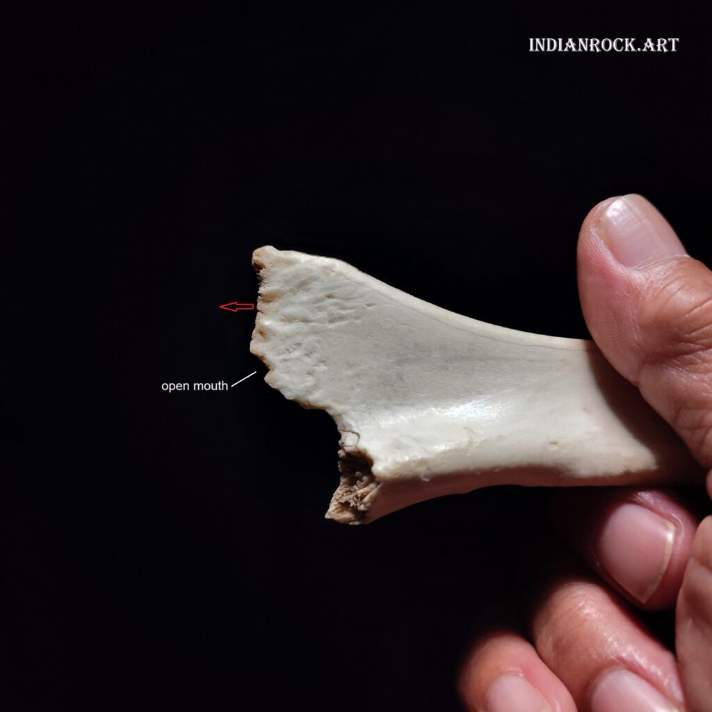 IndianRock.art Bone Spoon - theorized as being an early kitchen utensil, possibly a spoon, extremely rare, priceless object, depiction of bust of Egyptian God