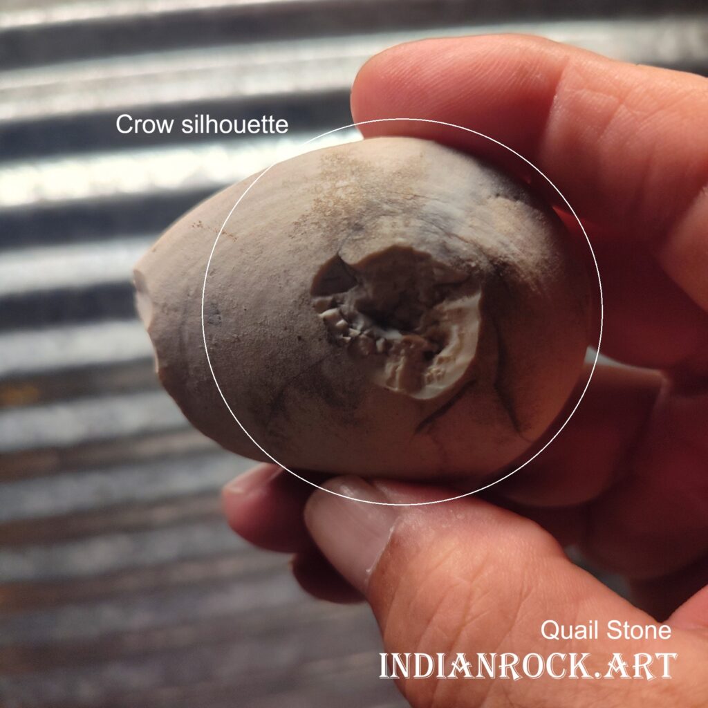 IndianRock.art Quail Stone - rss, cni, rare, flawless, high grade, cutting skinning tool 4of4